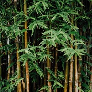 BAMBOO!♻️